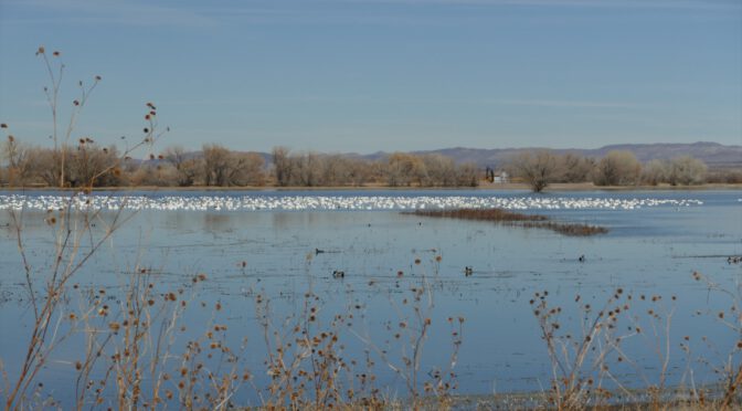 NA88 – Bosque del Apache National Wildlife Refuge