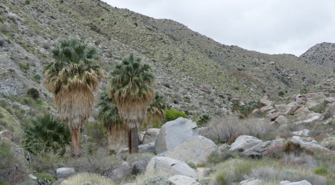 NA108 – Anza Borrego Desert State Park – Hellhole Canyon Area