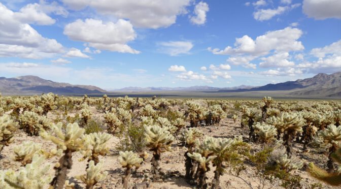 NA112 – Cholla Cactus Garden